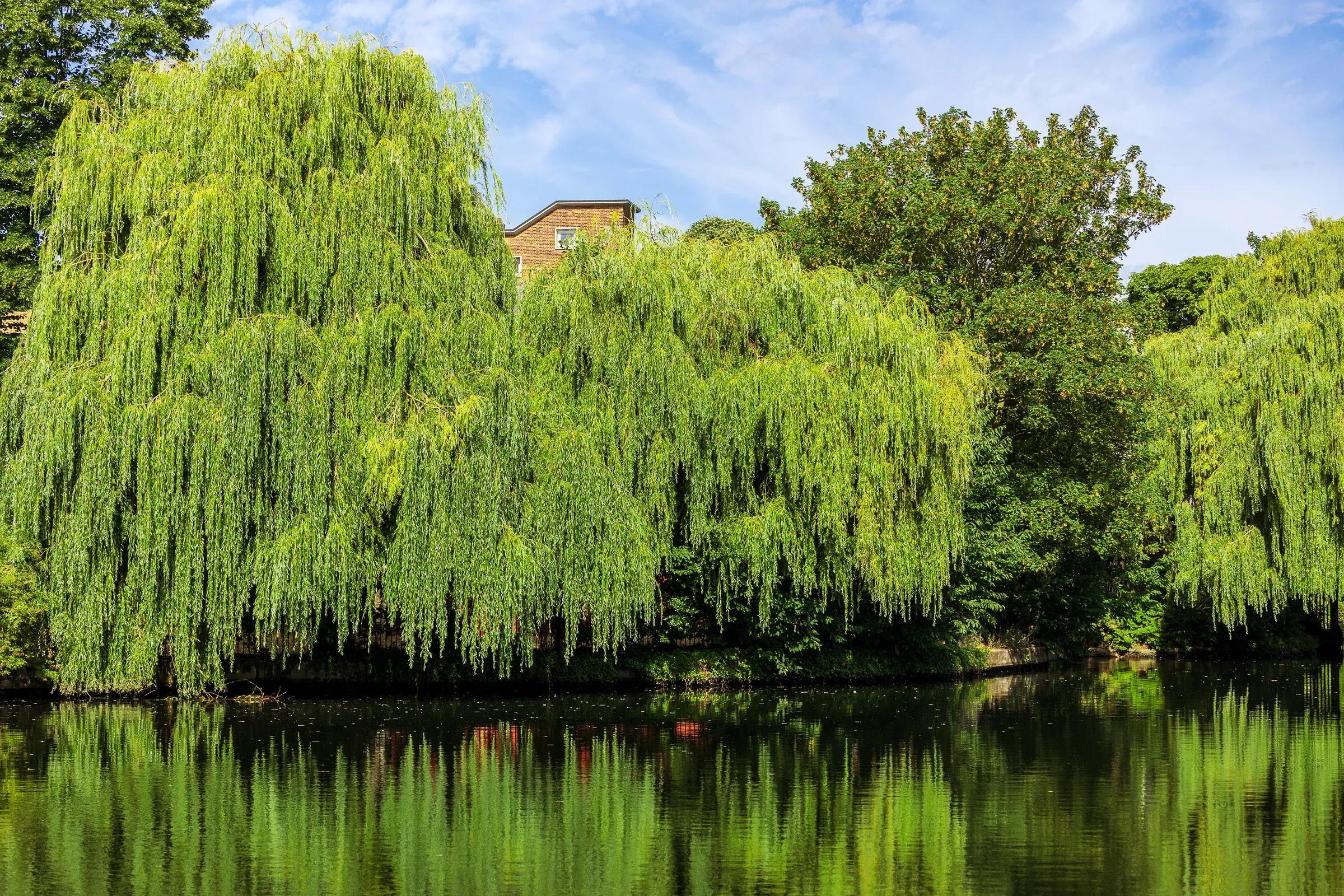 Large weeping willows lining the Regent's Canal, deep green foliage reflected in the water, a brick building behind